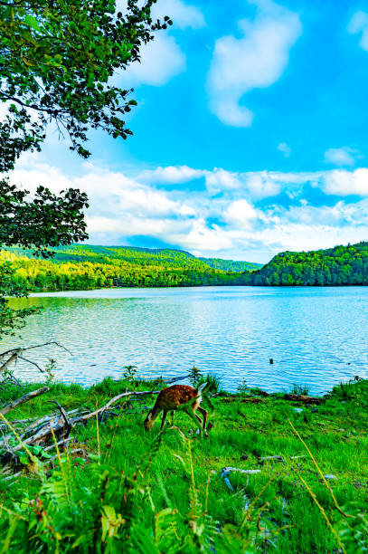 istock A deer at onneto lake akan asshoro national park 1338789010