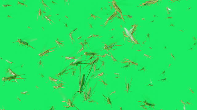 3D animation featuring a swarm of thousands of locusts flying into frame on green screen