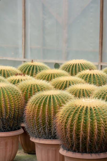 istock Golden barrel cactus close up background 1338791666