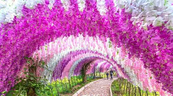 Dong Nai, Vietnam - March 17th, 2019: A gate of brilliant wisteria flowers surrounds the entrance to the ecological garden, which attracts young people to visit on weekends in Dong Nai, Vietnam