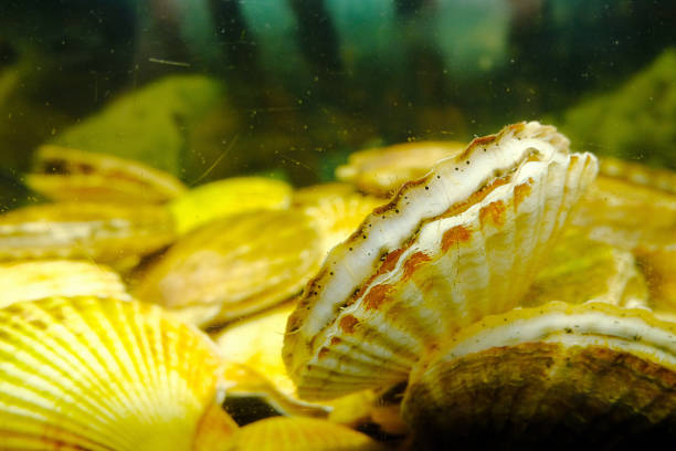istock scallop shell in the aquarium. selective focus 1338793122