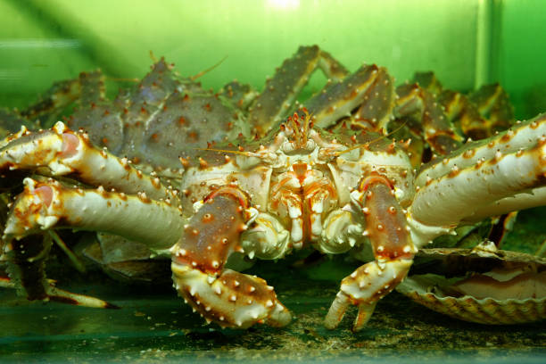 istock live crab in aquarium. selective focus 1338793140