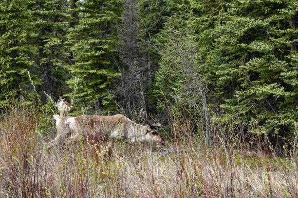 istock Caribou by the Roadside in Alaska 1338794349