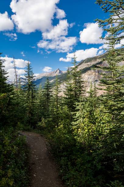 istock Mountain trail in Yoho National Park. 1338795301