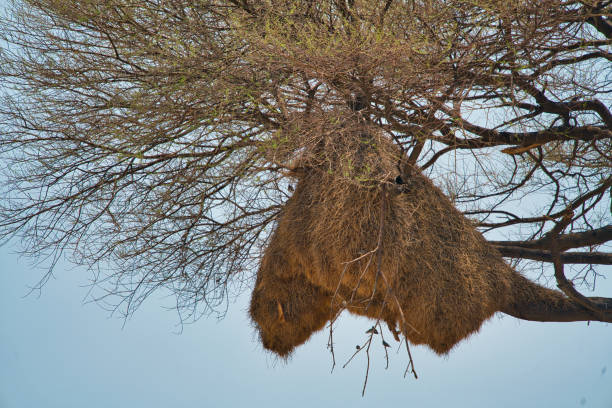 istock The sociable weaver bird's nest on a camel thorn tree (Vachellia erioloba). 1338797647