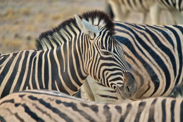 istock Closeup of a mountain zebra (Equus zebra) with its eyes closed. 1338797669