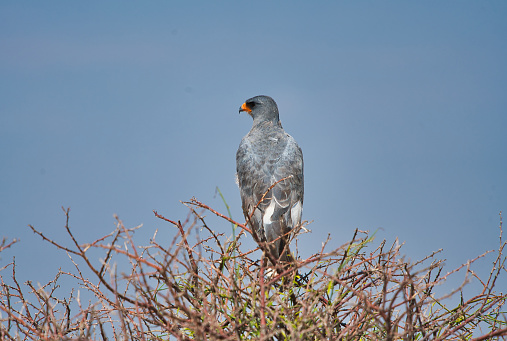 The Pale Chanting-Goshawk is standing on the top of a tree. Lifestyle of various wild animals in Etosha National Park. Namibia. South Africa. Oct 2019