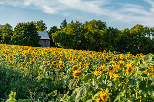 Ontario, Canada.