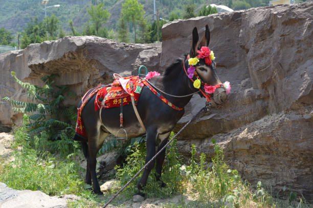 Portrait of a donkey in the Lesotho mountains.