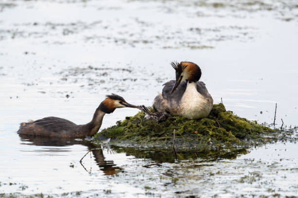istock A pair of water birds, Great Crested Grebe, feeding chick at nest. 1338800002