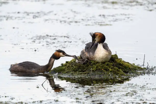 A pair of water birds, Great Crested Grebe, feeding chick at nest. Great crested Grebe, Podiceps cristatus