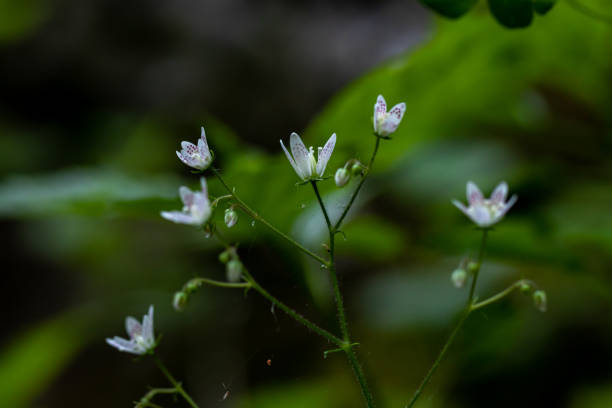 istock Saxifraga bronchialis flower growing in forest, macro 1338800050