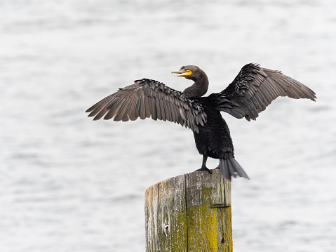 A great cormorant on top of a Piling with wings spread. Oregon Pacific Coast bay.