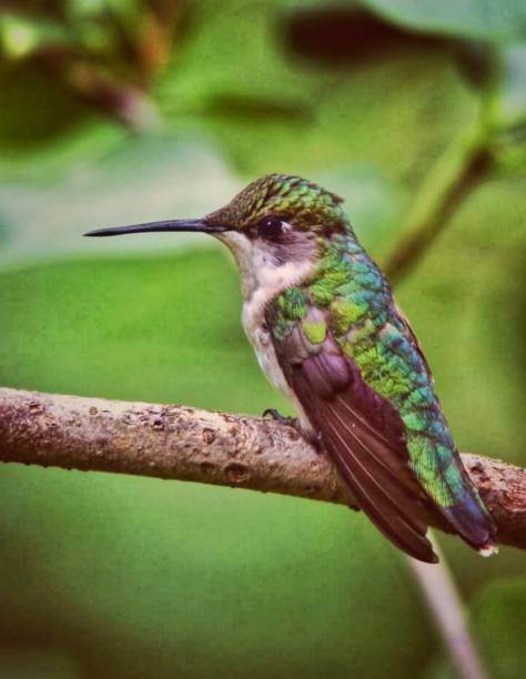 istock hummingbird perched on a wooden branch 1338802065