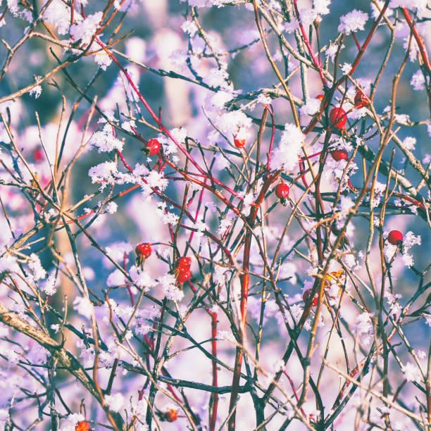 Red rosehip berries covered with snow Red rosehip berries covered with snow. Rosehip in the snow wild rose hip stock pictures, royalty-free photos & images