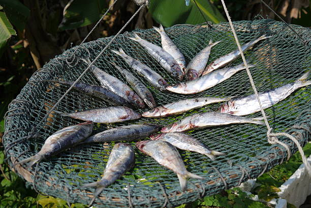 sun-dried fish stock photo