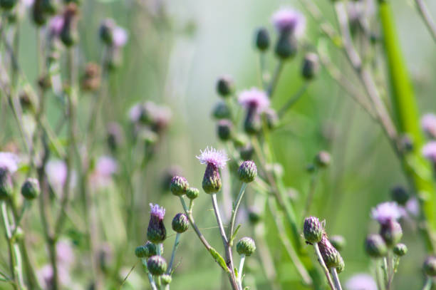istock Creeping thistle in bloom close-up view with blurry background 1338806038