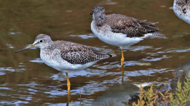 istock Greater Yellowlegs perching at a creek edge 1338806339