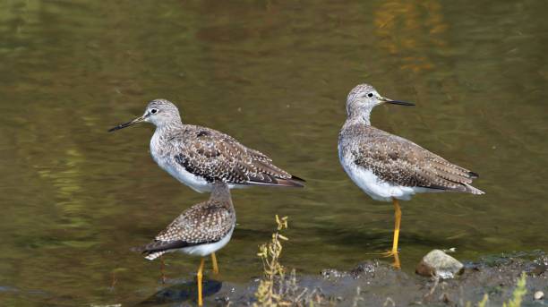 istock Greater Yellowlegs perching at a creek edge 1338806355