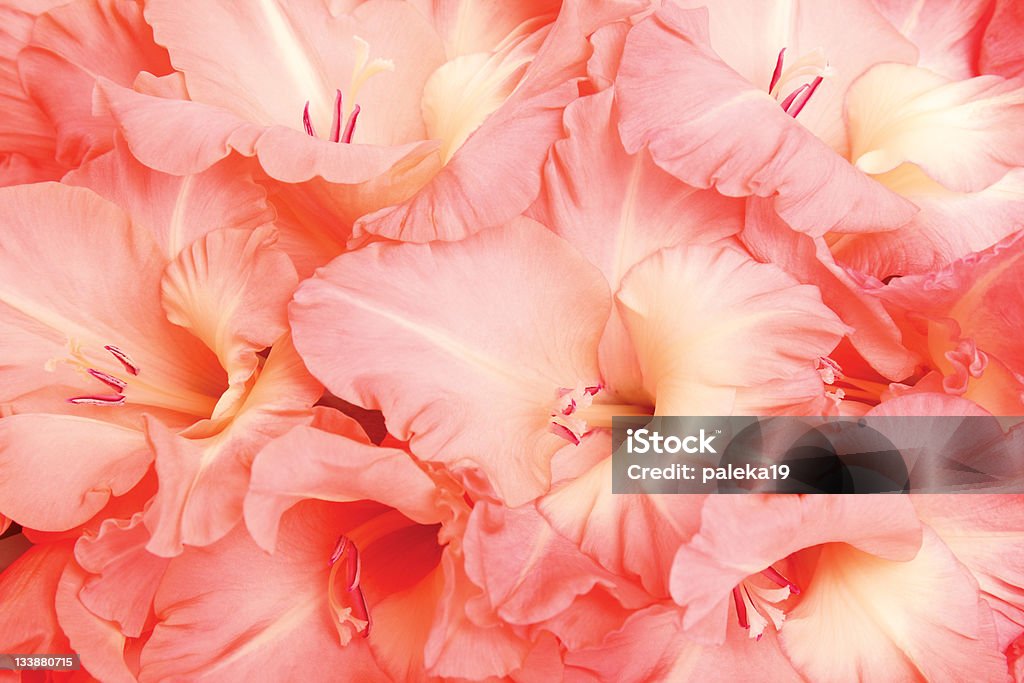 Gladioluses - Zbiór zdjęć royalty-free (Bez ludzi)