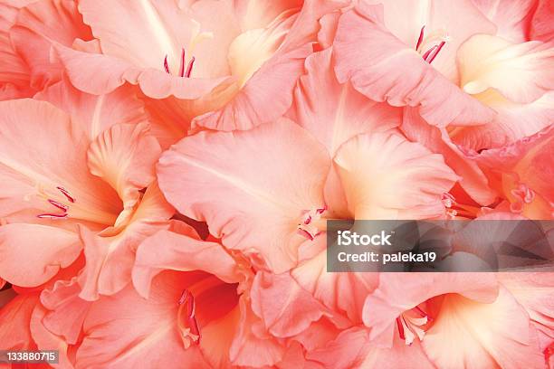 Foto de Gladioluses e mais fotos de stock de Beleza natural - Natureza - Beleza natural - Natureza, Cabeça da flor, Flor