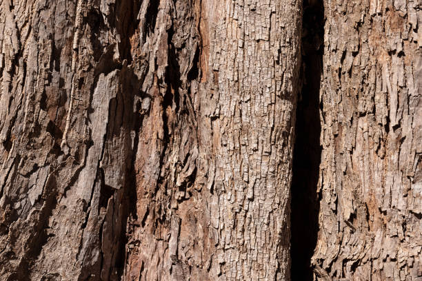 istock Part of a detailed tree trunk 1338807230