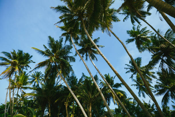 istock View of coconut trees at seaside under blue sky,Sri lanka 1338807303