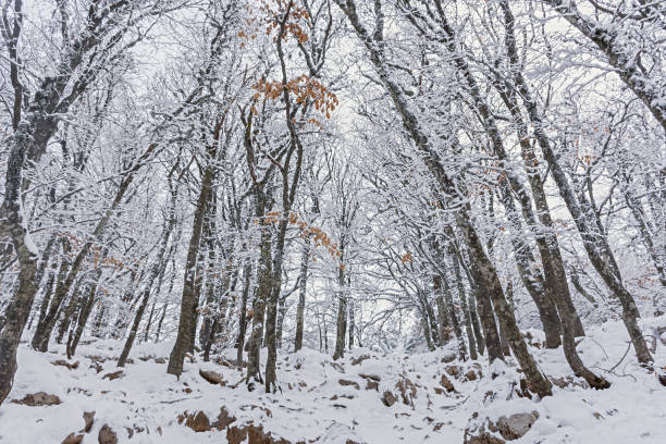 istock Winter beech forest January. Snow-covered trees in the forest 1338807883
