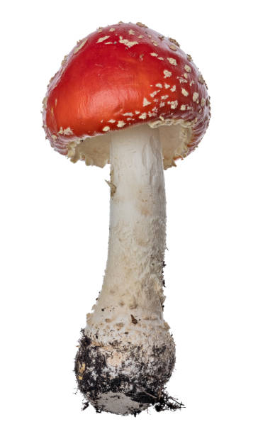 istock small poisonous red isolated fly agaric mushroom 1338807920
