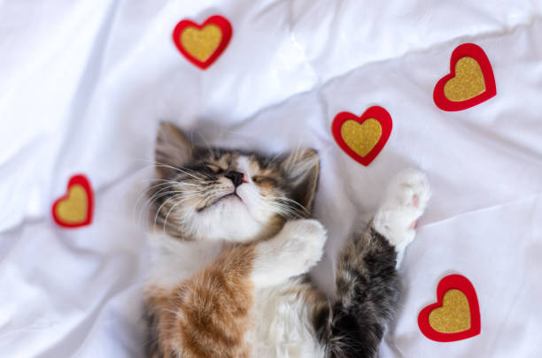 istock A funny kitten is sleeping on a white one. There are red hearts next to it. It is red, black and white. this is Love. valentine's day. Suitable for notebooks, calendars. 1338808047