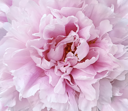 Pink peony  flower. Floral spring background. Closeup.  Nature.
