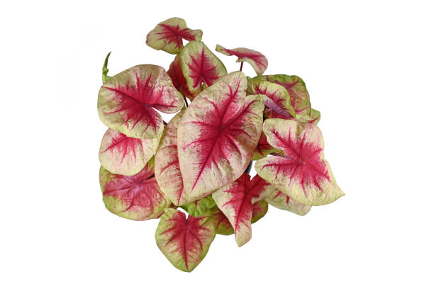 istock 'Caladium Lemon Blush' houseplant 1338809136