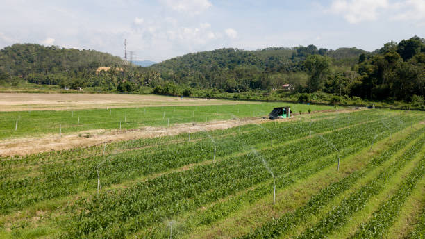 istock Agriculture in Malaysia. 1338809149
