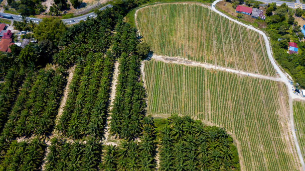 istock Agriculture in Malaysia. 1338809279