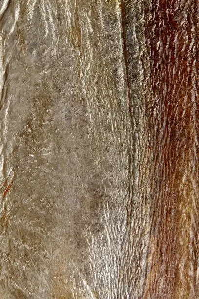 Photo of Closeup of silvery skin of salted air-dried sabrefish