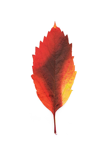 Autumn colored leaf isolated on white.