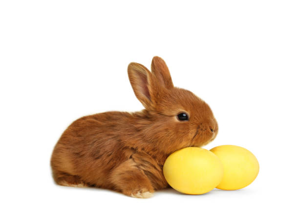 istock Adorable fluffy Easter bunny and dyed eggs on white background 1338810173
