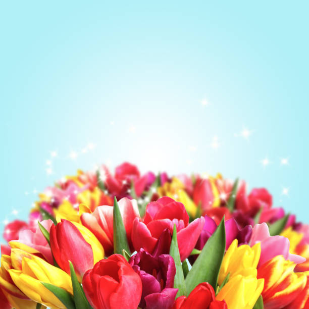 Close up photos of pink tulips in a bouquet