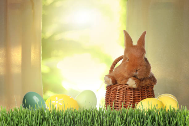 istock Adorable bunny in wicker basket and Easter eggs on green grass 1338810271
