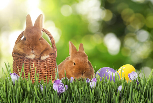istock Adorable bunnies and Easter eggs on green grass 1338810288