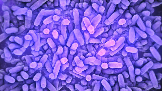 batteri lactobacillus nell'intestino umano - bacillus subtilis foto e immagini stock