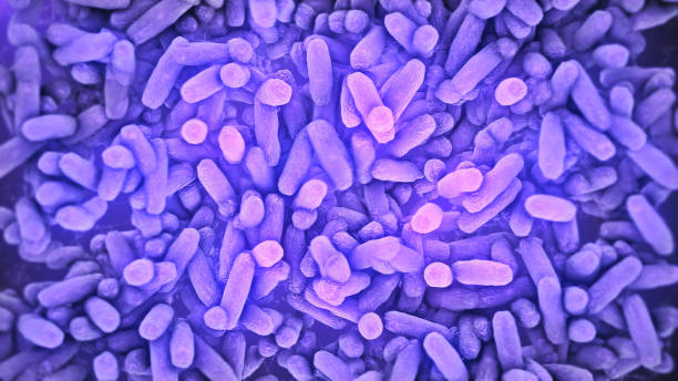 Bacteria Lactobacillus in human intestine stock photo