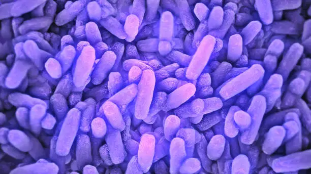 Photo of Bacteria Lactobacillus in human intestine