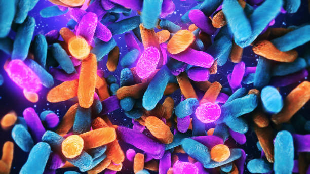 인간 내장의 박테리아 유산균 - 접합 뉴스 사진 이미지
