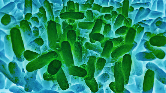 Bacteria Lactobacillus in human intestine,Beneficial healthy intestinal bacterium microflora,Probiotic bacterium