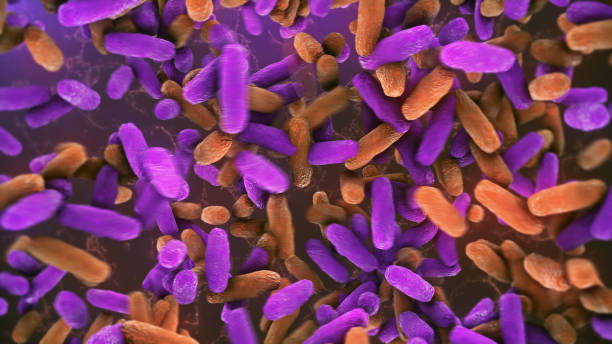 istock Bacteria Lactobacillus in human intestine 1338810417