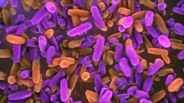 istock Bacteria Lactobacillus in human intestine 1338810453