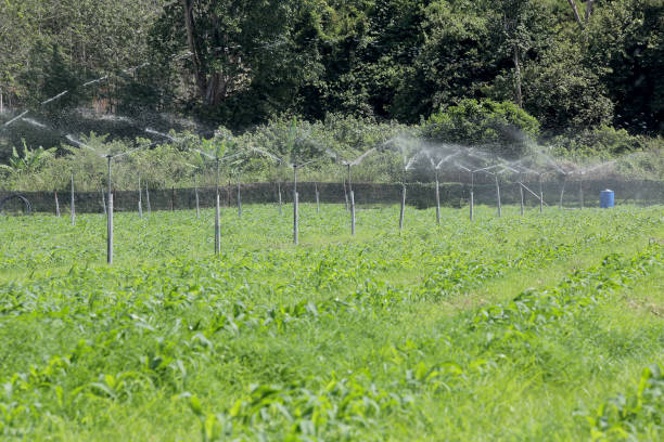 istock Agriculture Sprinkler 1338811036