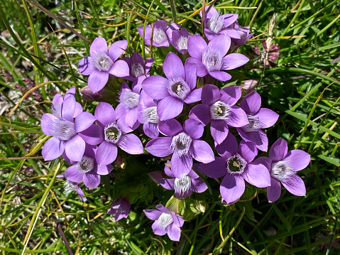 German Gentian. Mountain flowers.