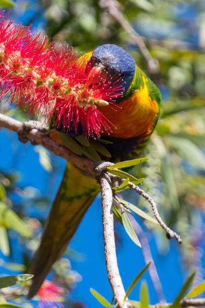 istock Springtime with the Rainbow Lorikeet and the bottlebrush flowers 1338811333